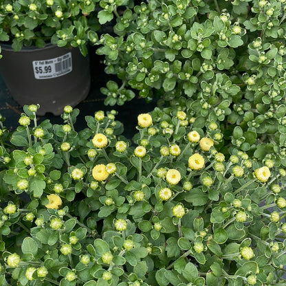 10" Fall Mums