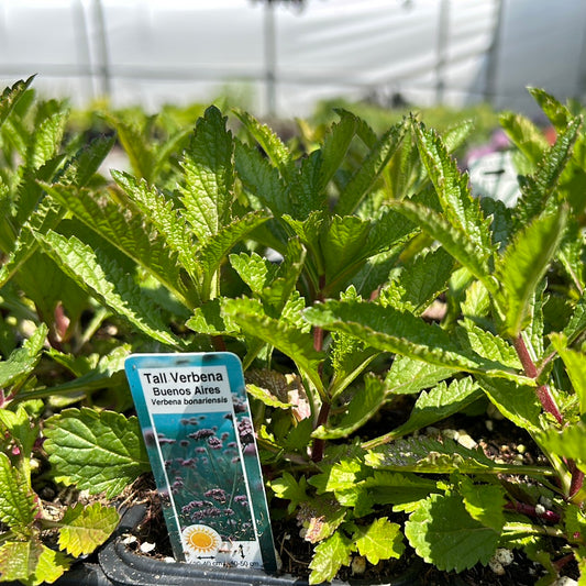 Multi Pack Verbena - Verbena Bonariensis