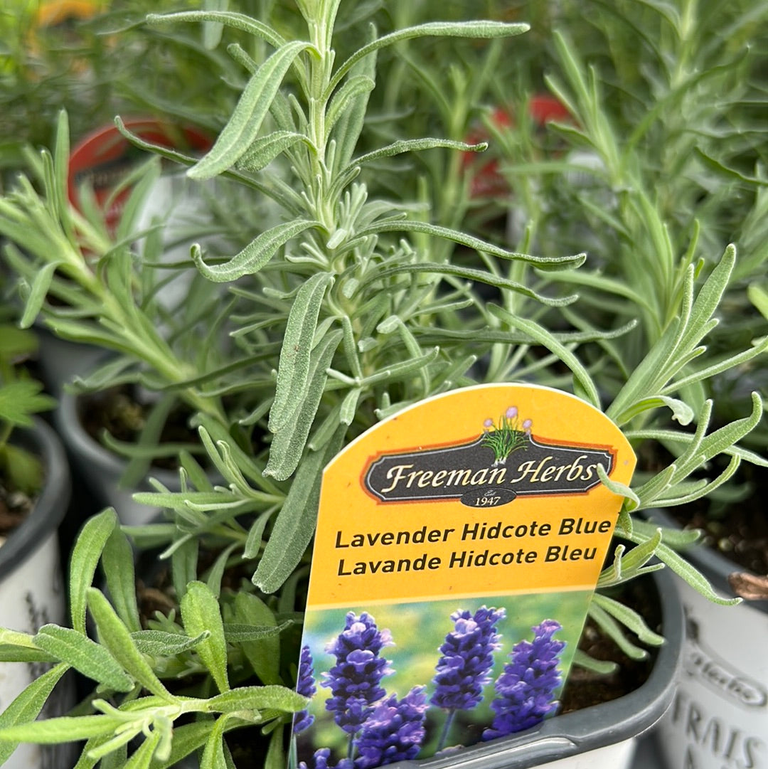 4" Lavender (Herb)