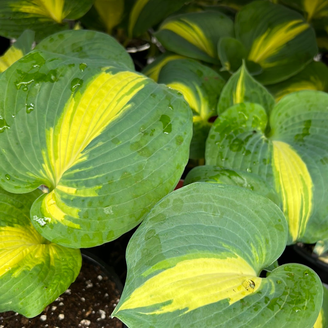 1 Gal Hosta 'Dream Queen'
