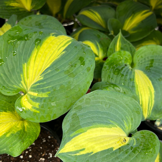 1 Gal Hosta 'Dream Queen'