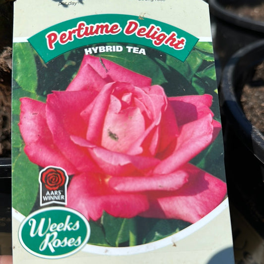 Weeks Roses 'Perfume Delight' (Hybrid Tea)