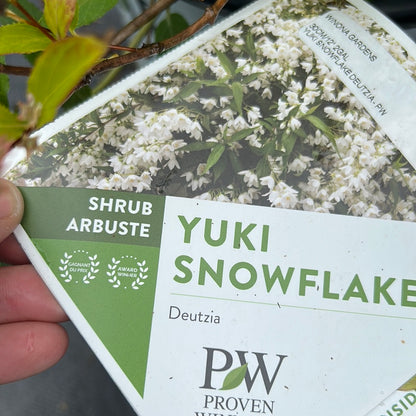 Yuki Snowflake Deutzia