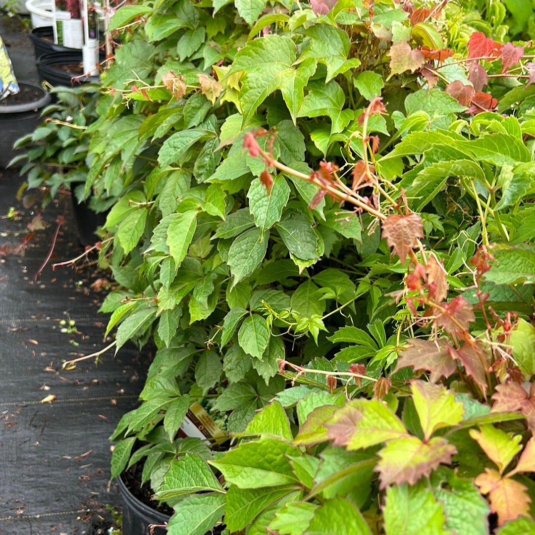 2 Gal Boston Ivy - Staked