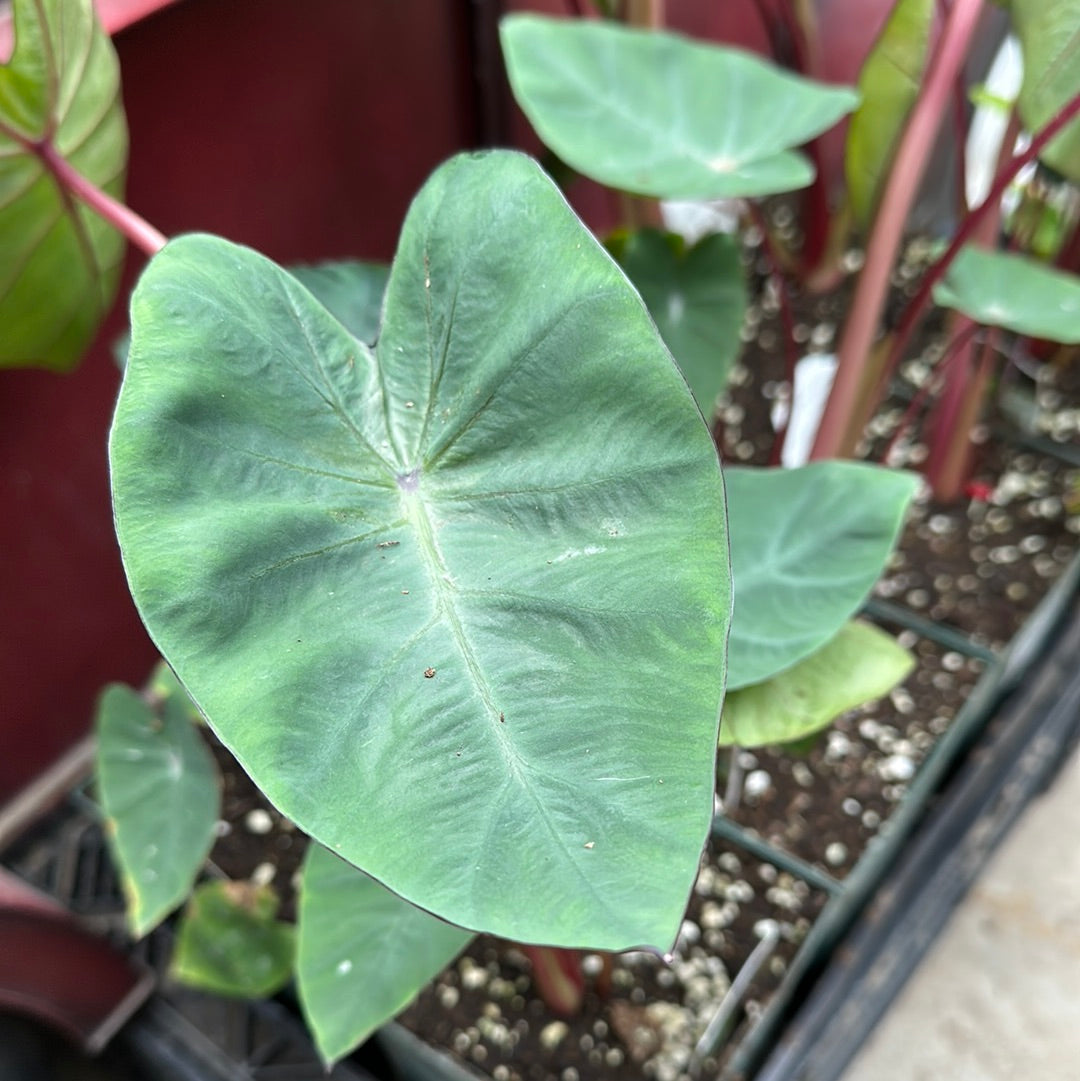 1 Gal Elephant Ear