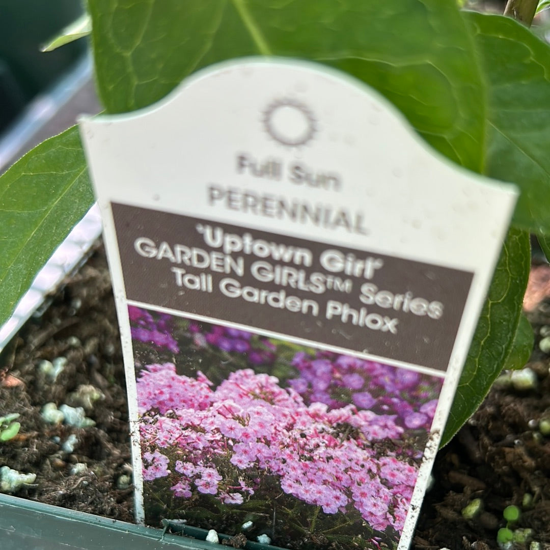 1 Gal Tall/Garden/Summer Phlox