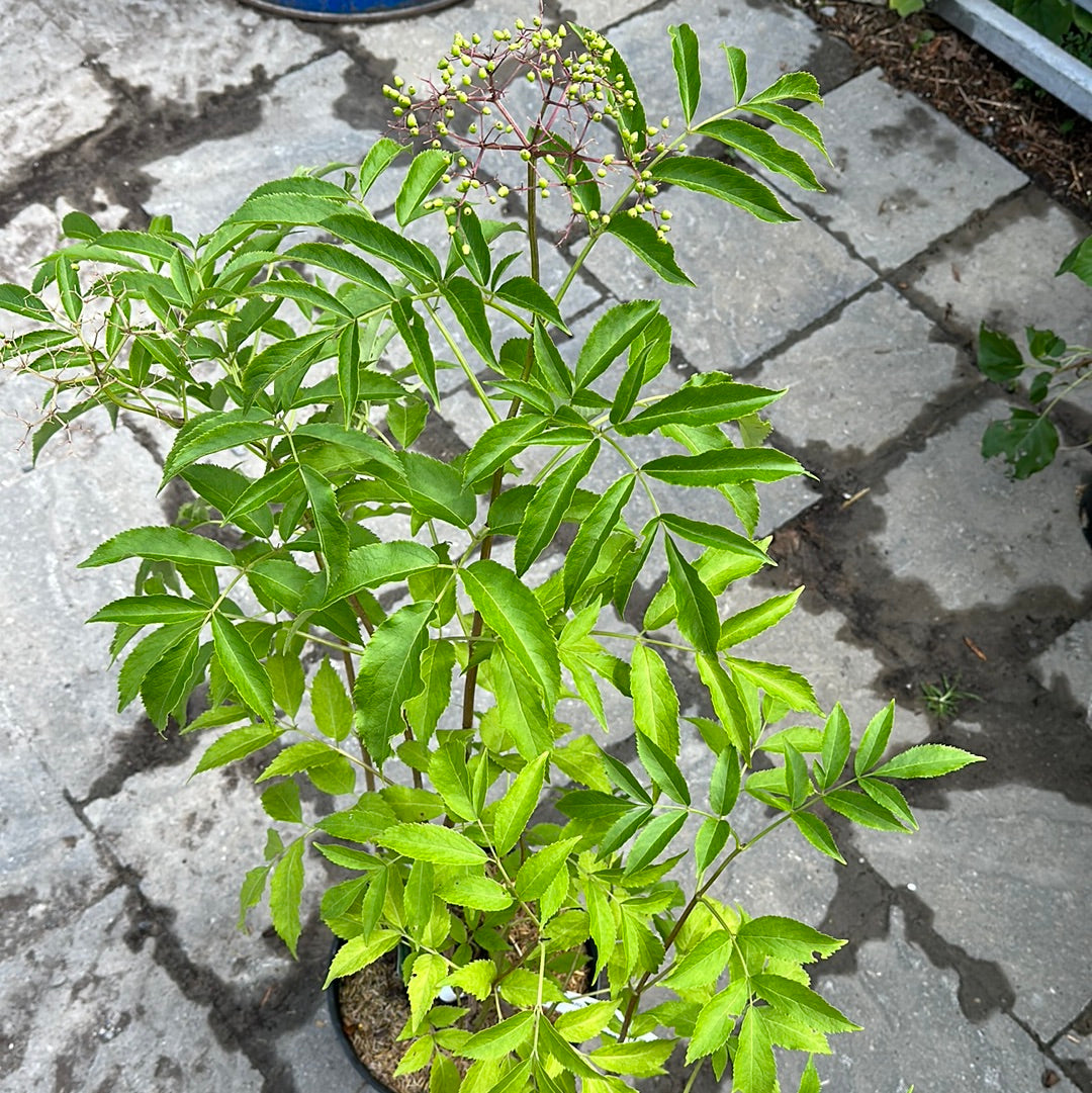 2 Gal Canadian Elderberry