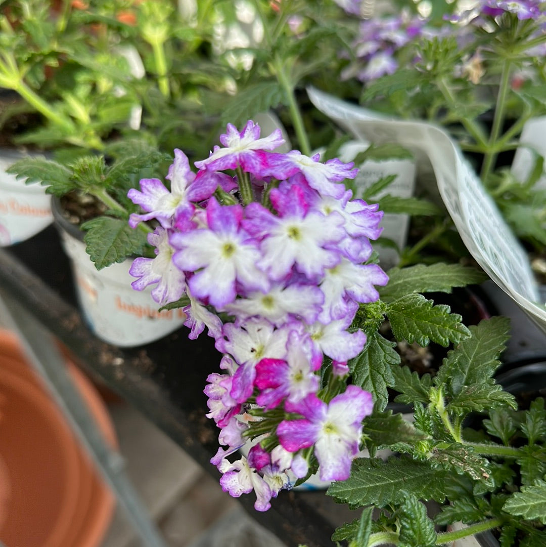 4" Verbena