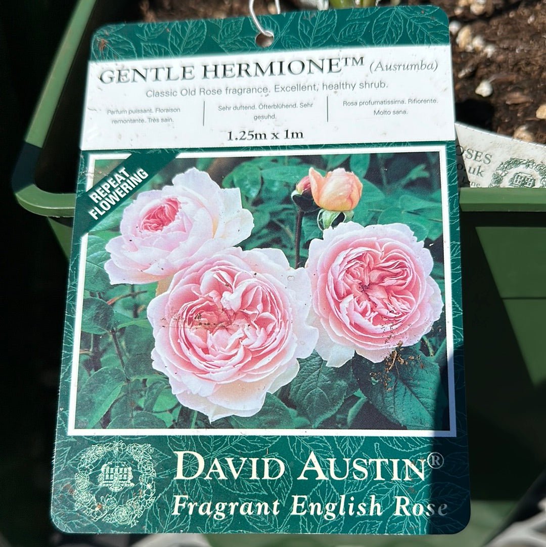 David Austin Gentle Hermione (Pink)