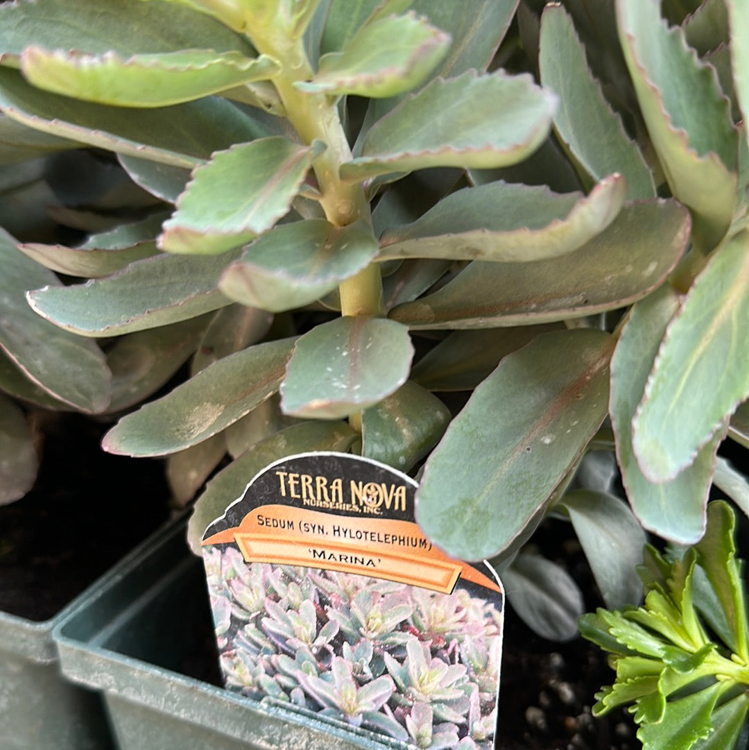 1 Gal Sedum/Stonecrop