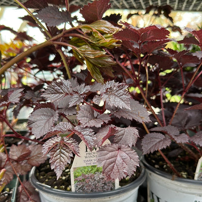 1 Gal Astilbe