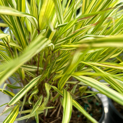 1 Gal Japanese Forest Grass (Hakonechloa)
