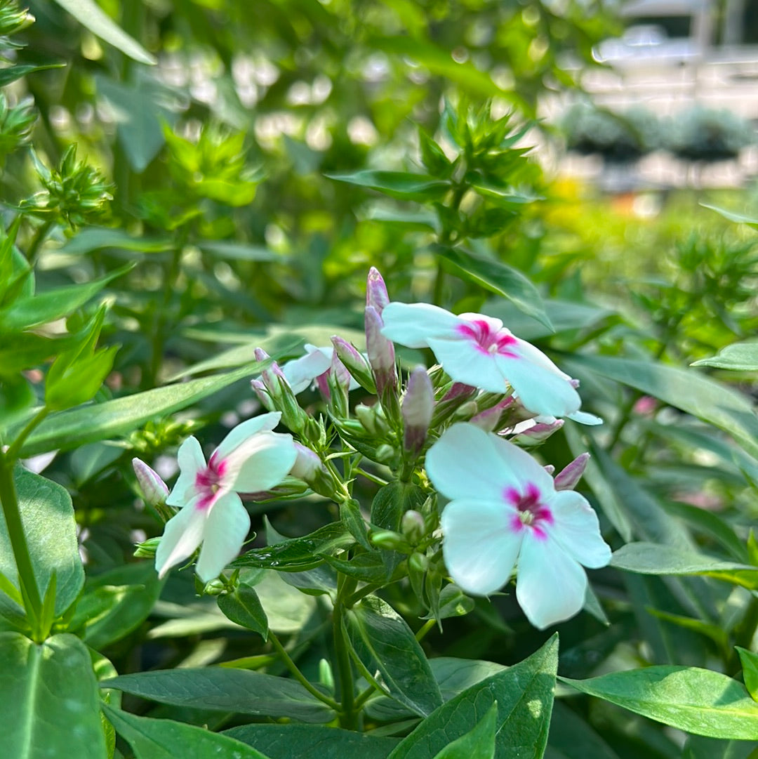 1 Gal Tall/Garden/Summer Phlox