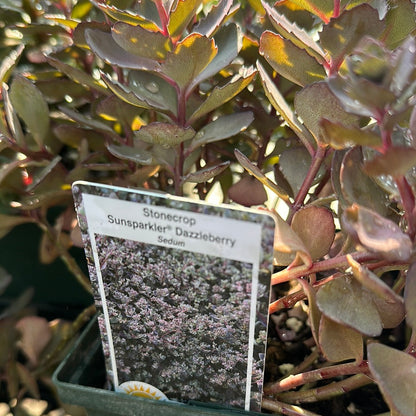 1 Gal Sedum/Stonecrop