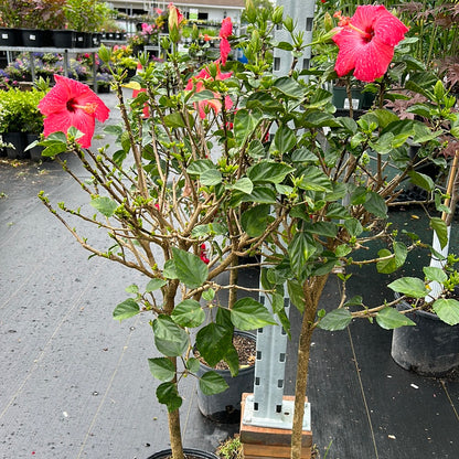 10" Tropical Hibiscus Tree