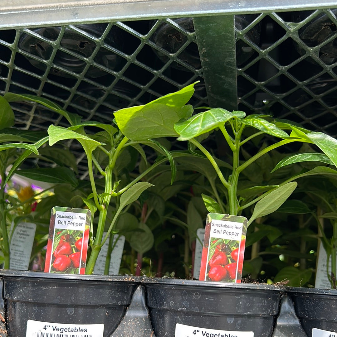 4" Sweet Peppers