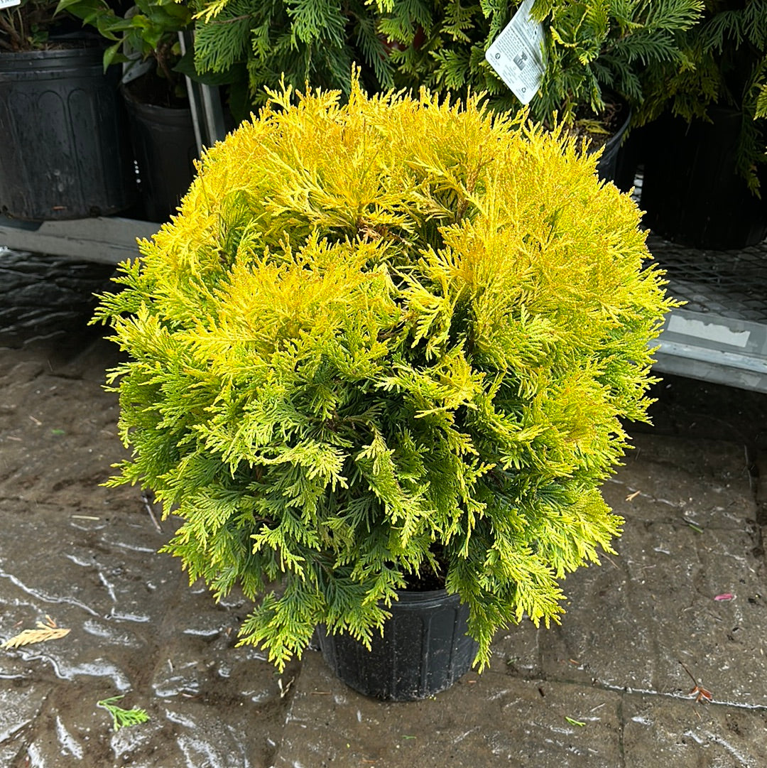 Sunkist Globe Cedar
