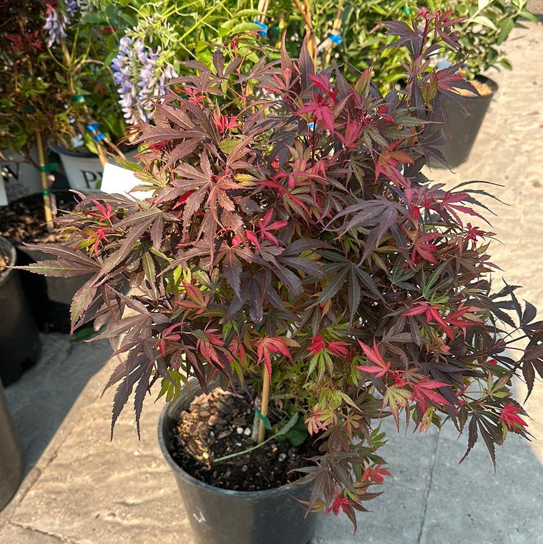 Japanese Maple ‘Shaina’