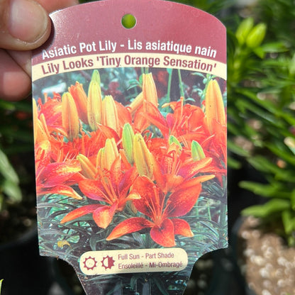 1 Gal Lily (Asiatic/Oriental)