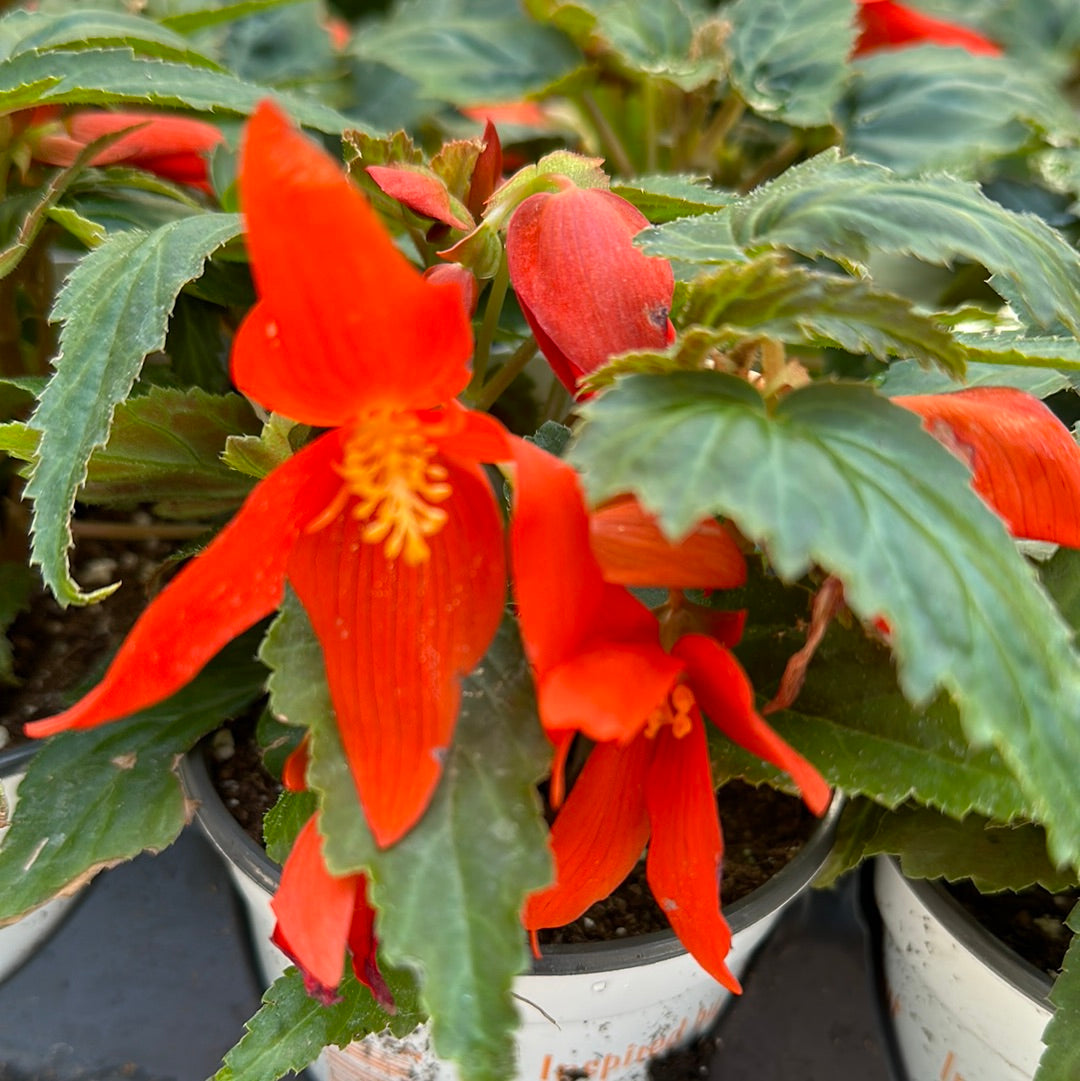 4" Begonia Compact Orange