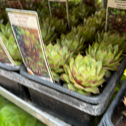 6 pack flat - Hens and Chicks (Sempervivum)
