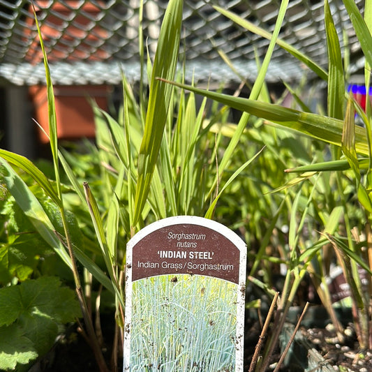 1 Gal Sorghastrum 'Indian Steel' Grass