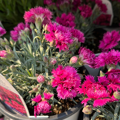 1 Gal Dianthus