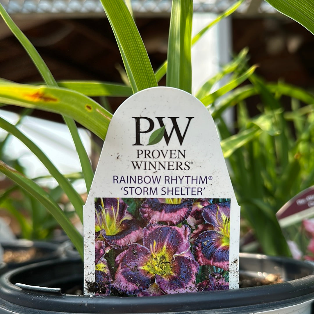 1 Gal Daylily (Hemerocallis)