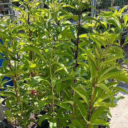 1 Gal Joe-Pye Weed 'Eupatorium Maculatum'