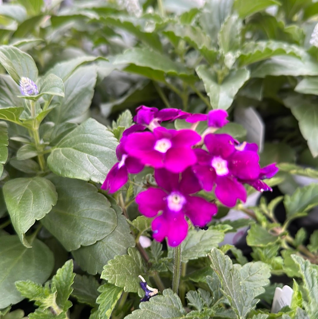 4" Verbena