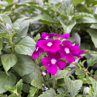 4" Verbena
