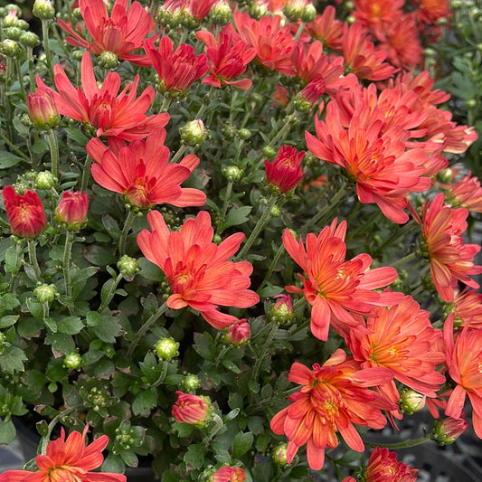 10" Fall Mums