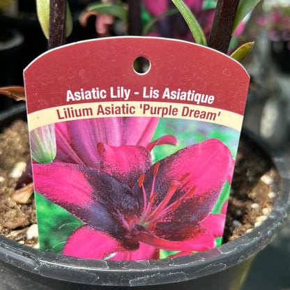 1 Gal Lily (Asiatic/Oriental)