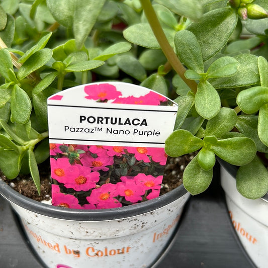 4" Portulaca