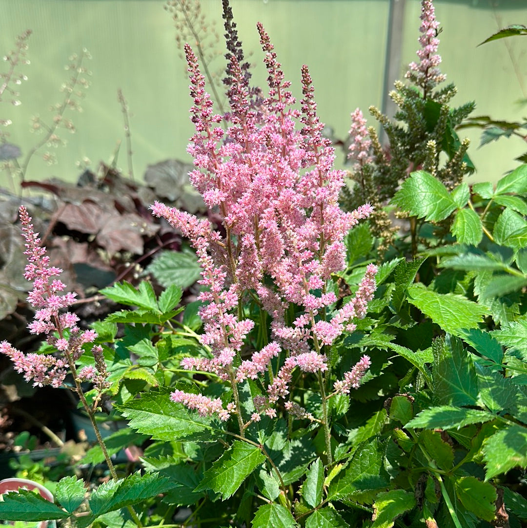 1 Gal Astilbe