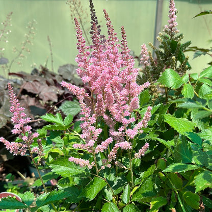 1 Gal Astilbe