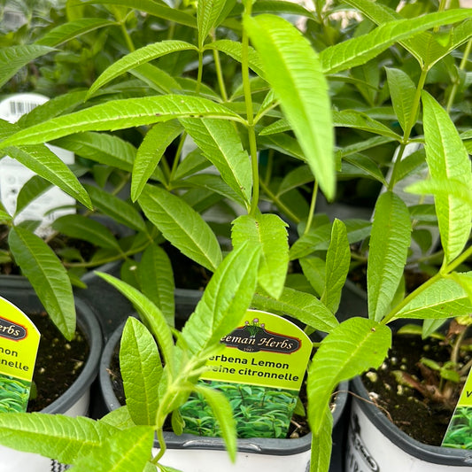 4” Lemon Verbena Herb