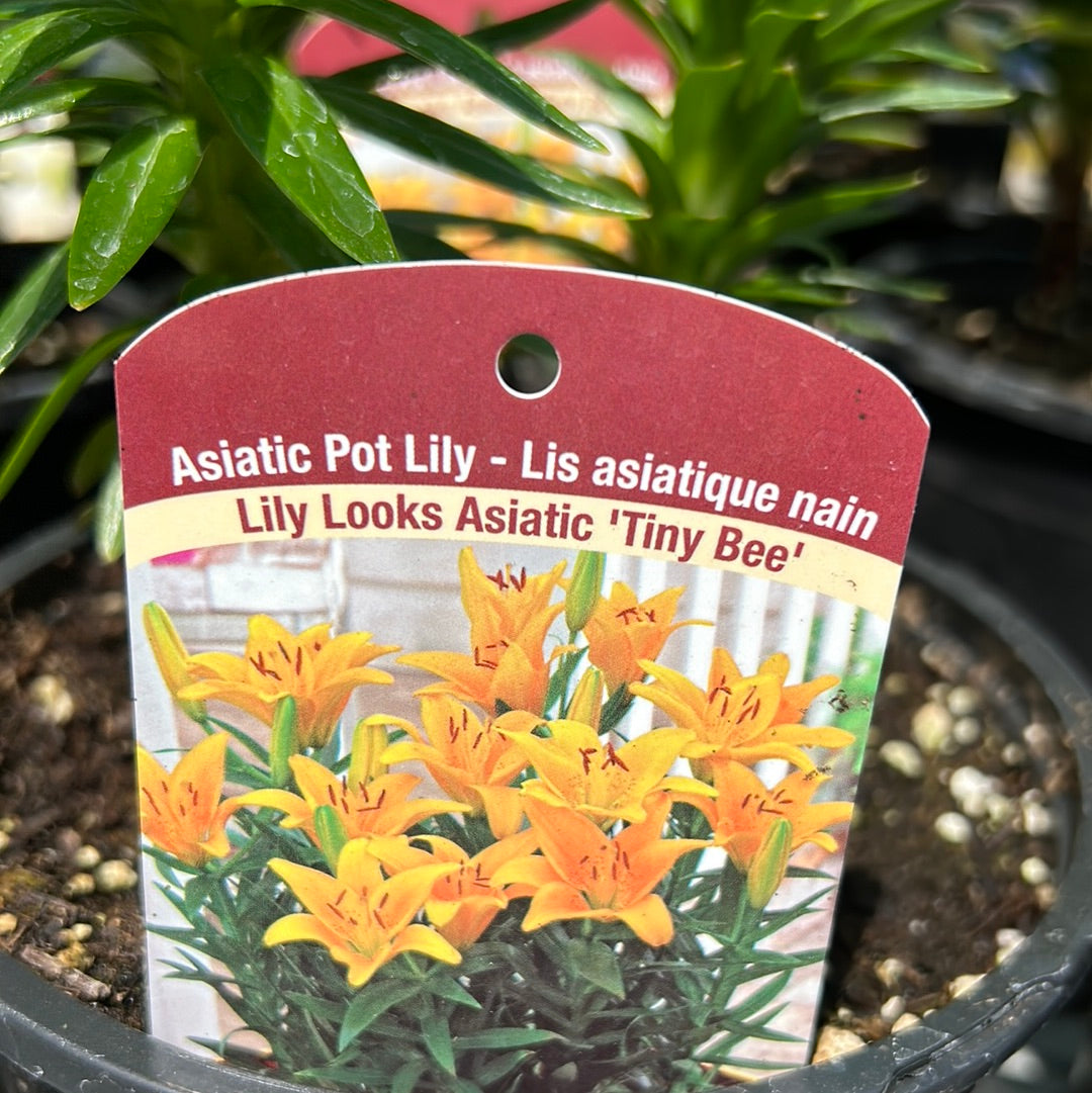 1 Gal Lily (Asiatic/Oriental)