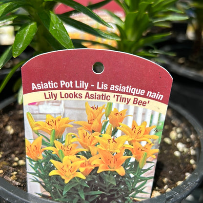1 Gal Lily (Asiatic/Oriental)