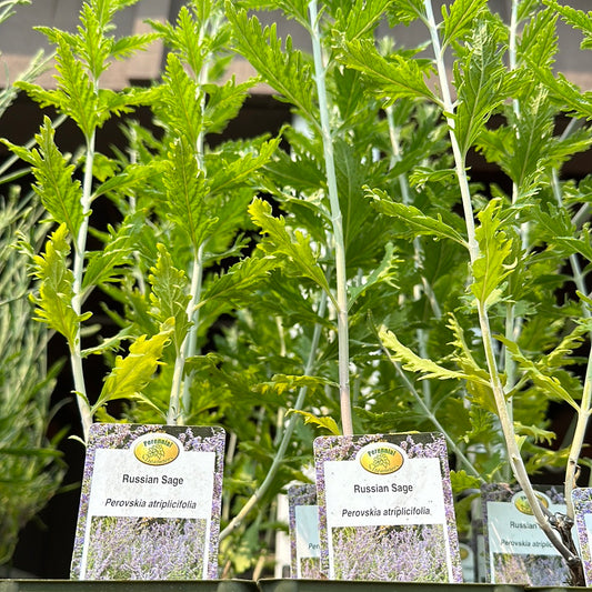 4” Russian Sage ‘Perovskia Atriplicifolia’