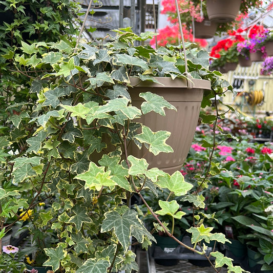 Ivy Hanging Basket