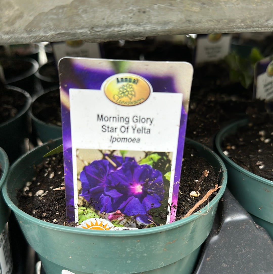 4.5" Morning Glory