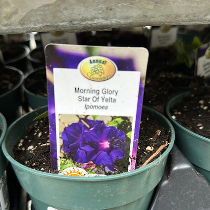 4.5" Morning Glory