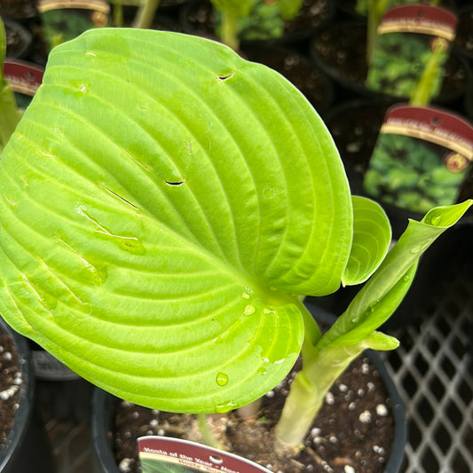 1 Gal Hosta 'Guacamole'