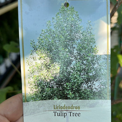 Tulip Tree