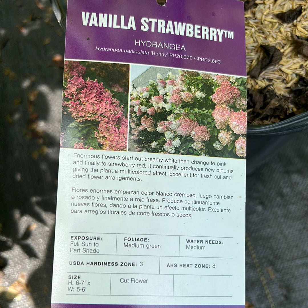 Hydrangea 'Vanilla Strawberry'