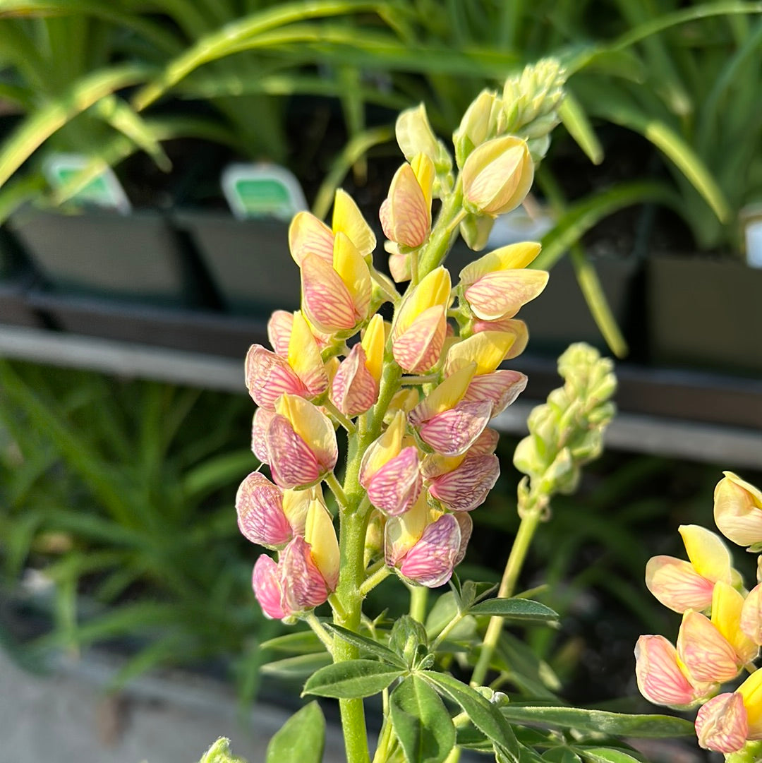 Lupine 'Lupinus' 1 Gal