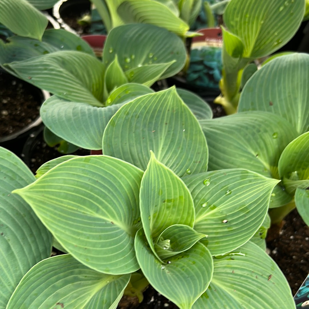 1 Gal Hosta 'Big Daddy'