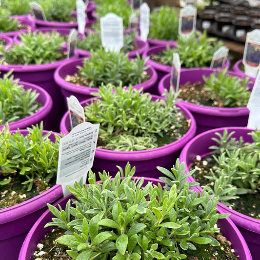 Munstead Lavender in Purple Porch Pot