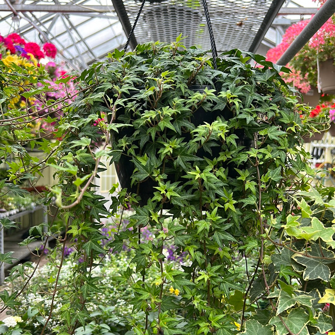 Ivy Hanging Basket